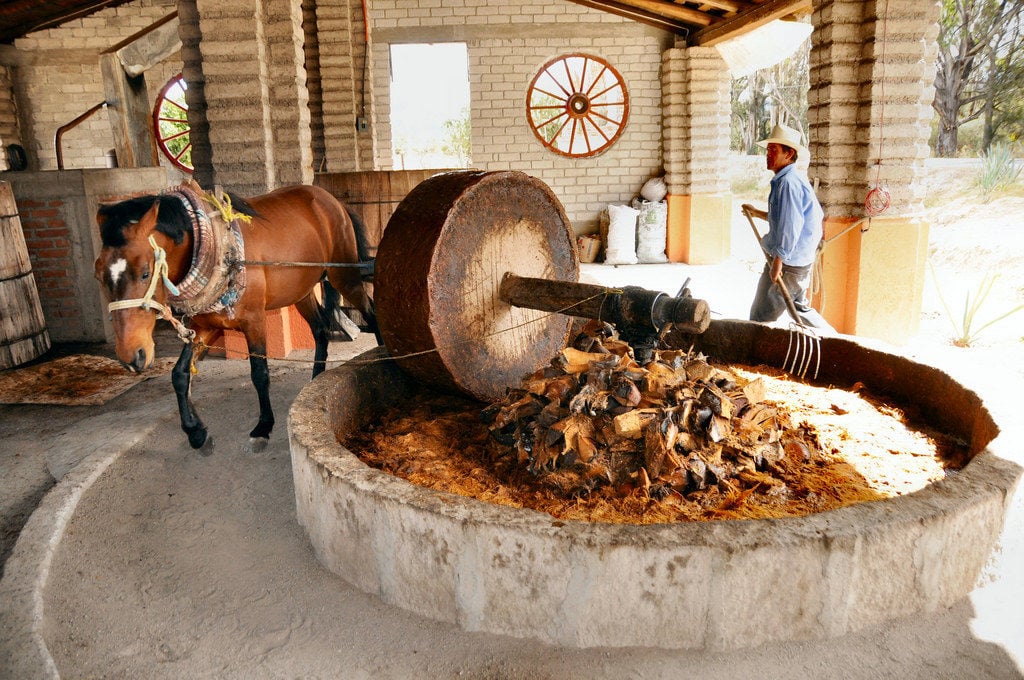 Donkeys crush smoked agave hearts to turn it into a fermented spirit similar to tequila. Mezcal is one of the top things to drink in Oaxaca, and going to a mezcaleria is one of the best things to do.