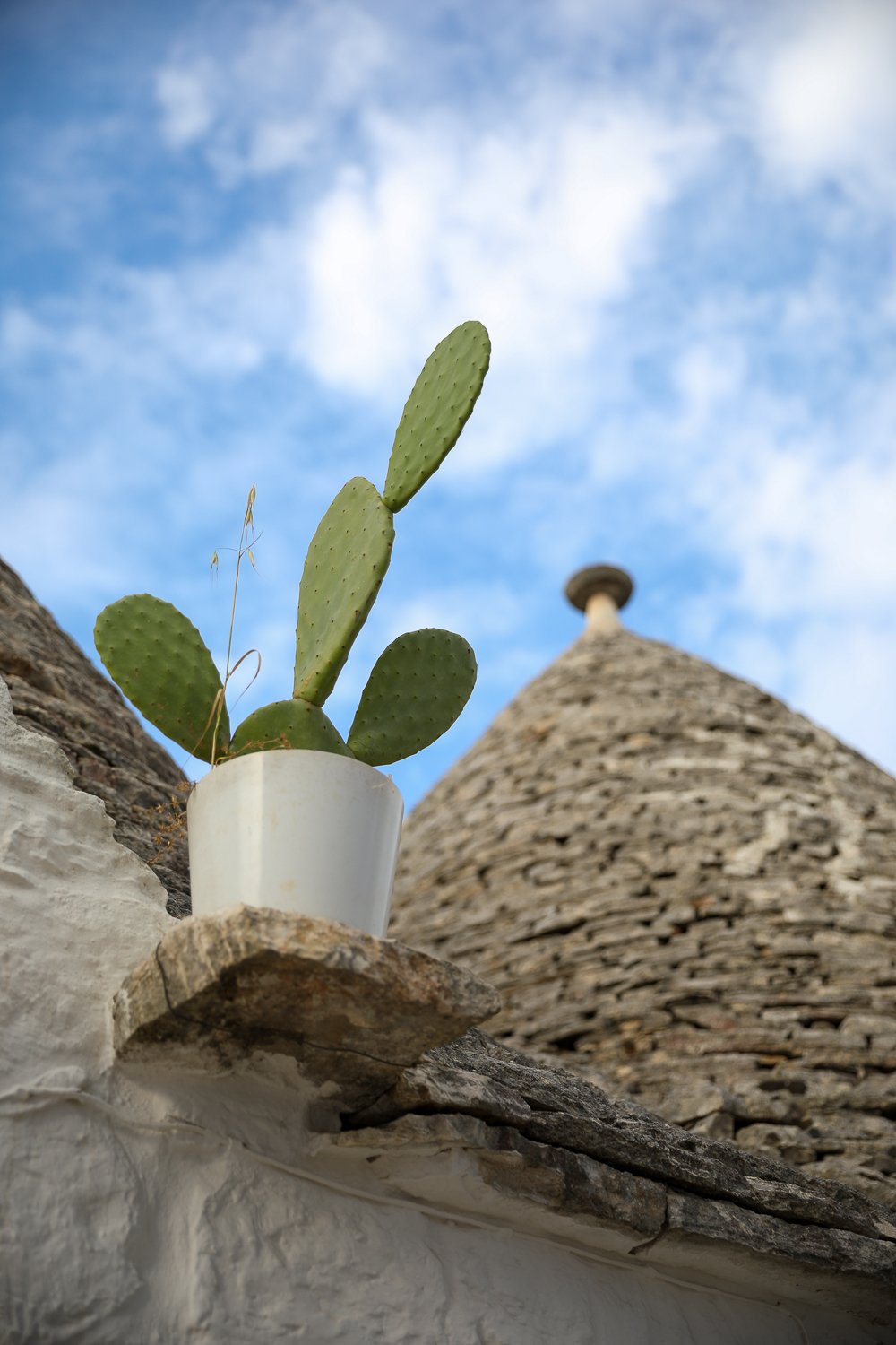 Potted cactus plant by a trullo roof. This guide to Alberobello highlights the trulli that makes this place iconic.