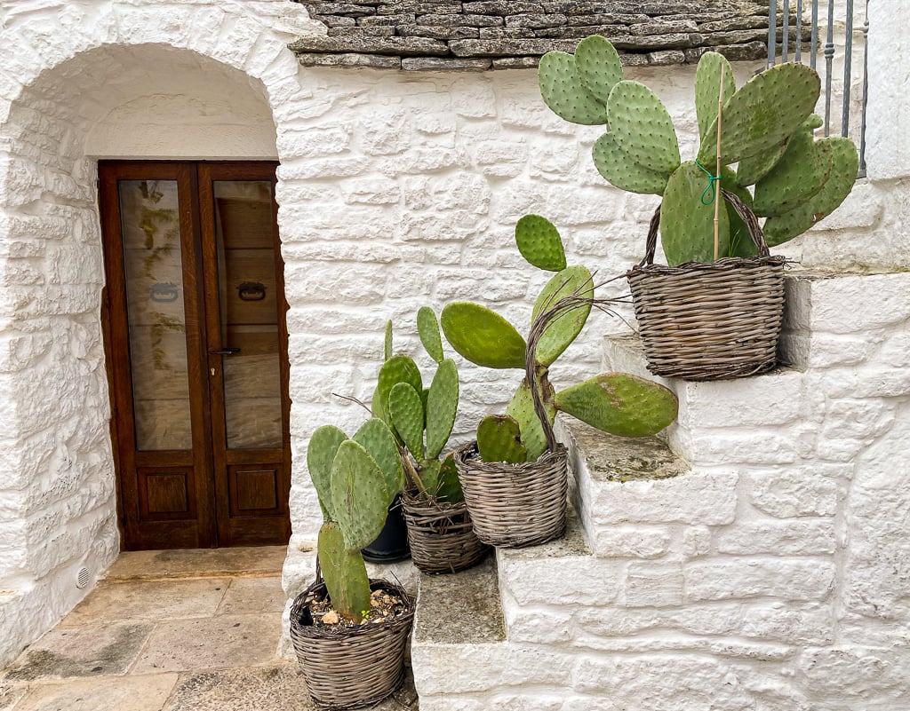 Cacti in front of a trullo