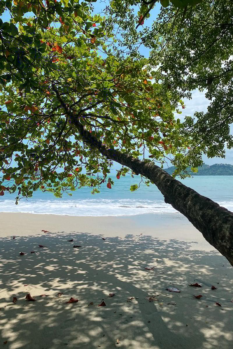 Relaxing tree shade in Playa Manuel Antonio