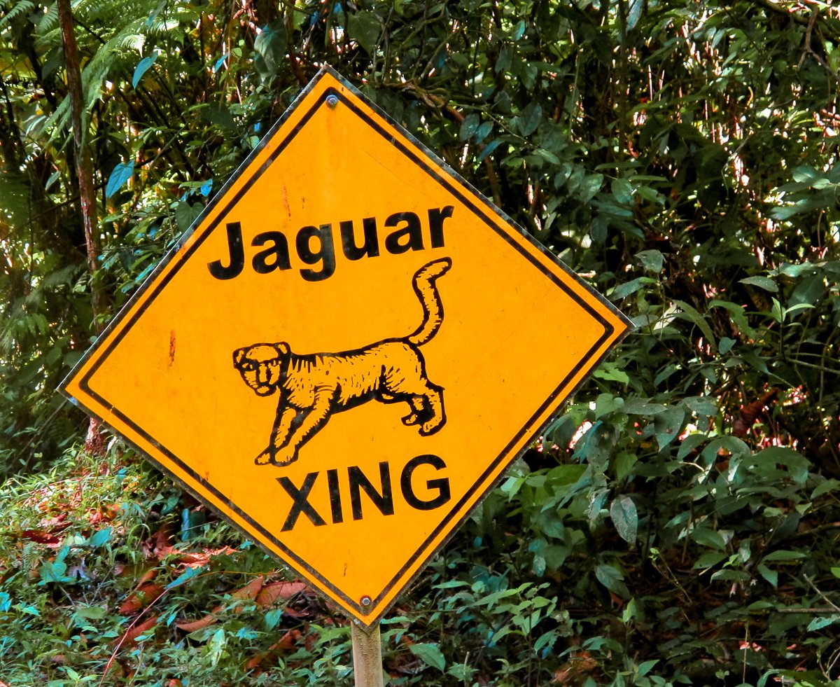 Yellow road signage that reads "Jaguar XING". Find the top Belize travel tips in this guide such as the different booking resources to help you plan your vacation.