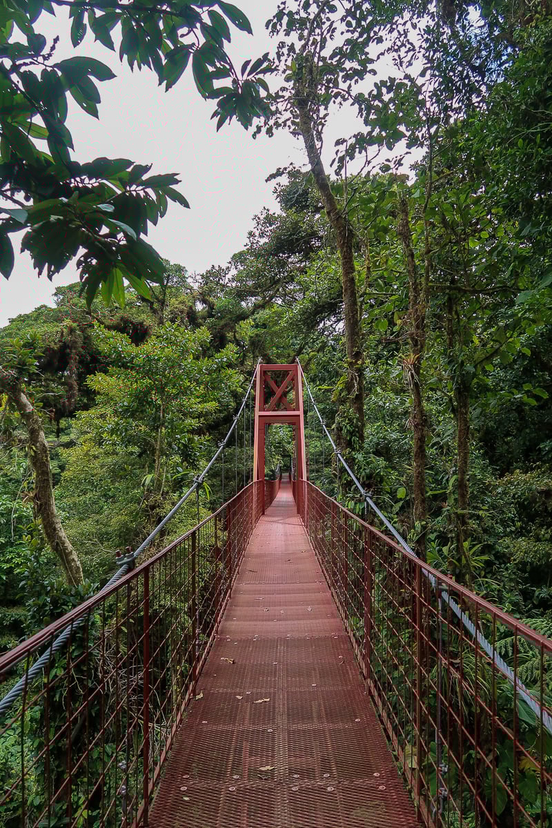 Hanging bridge surrounded by lush greeneries in Monteverde Cloud Forest