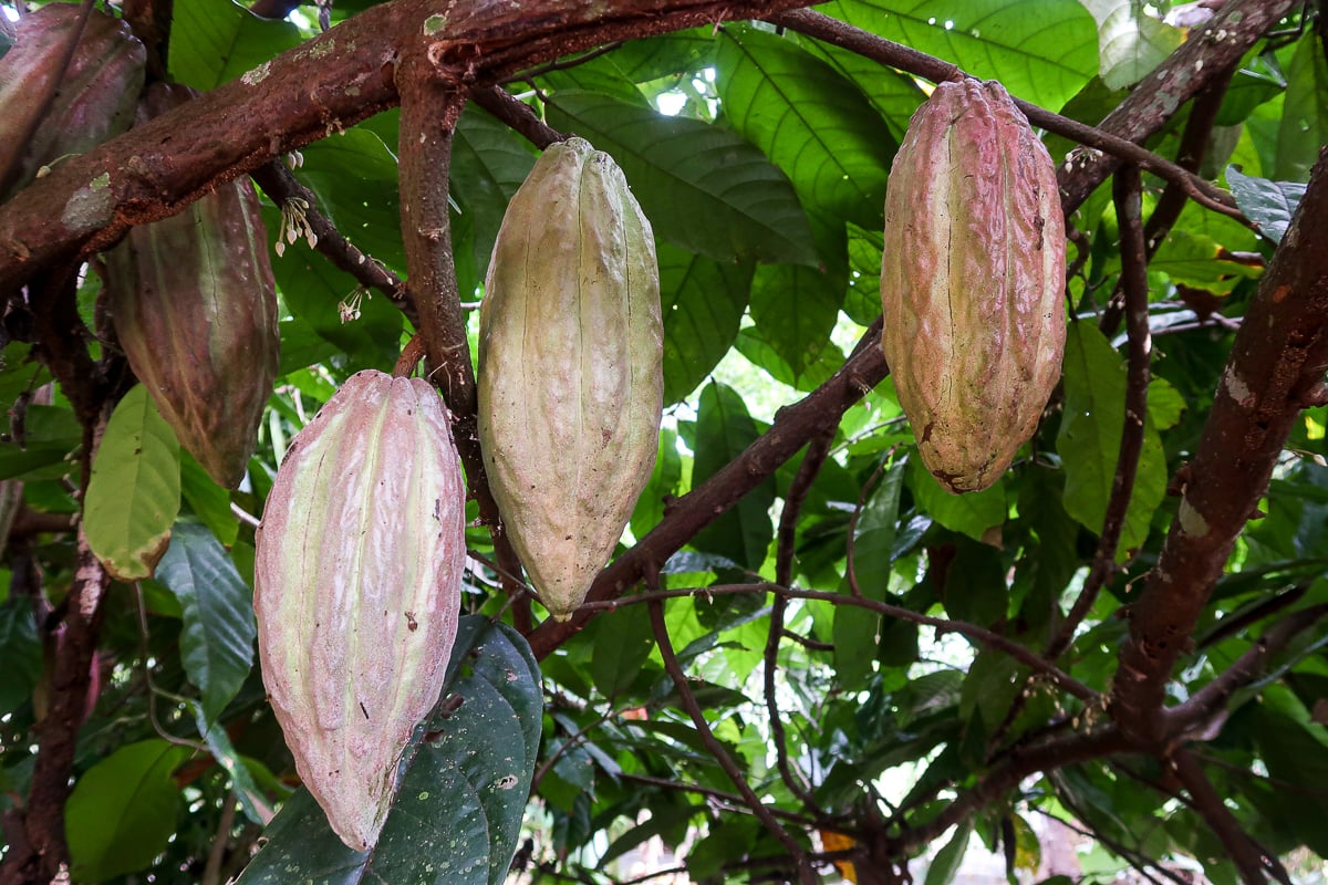 Cacao beans growing on a tree in Costa Rica. Going on a chocolate tour is one of the top things to do in Manuel Antonio, Costa Rica.