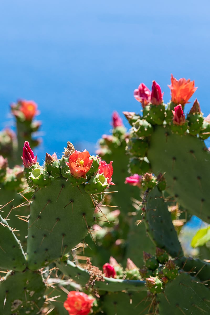 Flowering cacti with seawater in the background