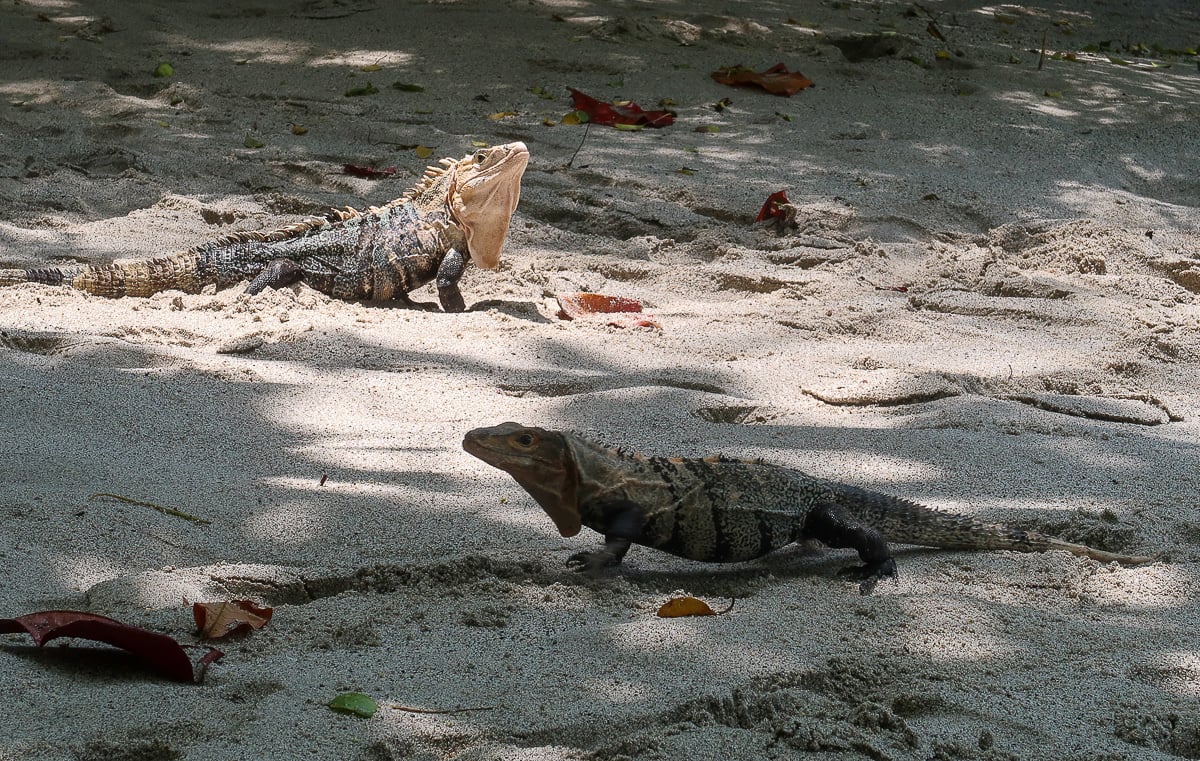 Two iguanas roaming around a sandy beach in Costa Rica
