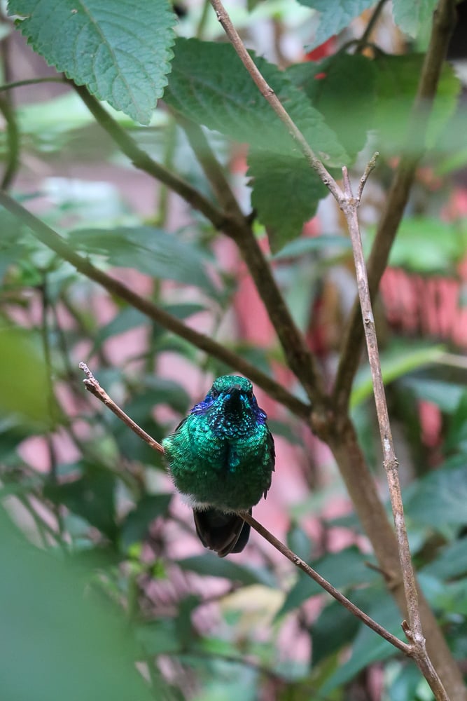 Magnificent bird on a thin branch in the middle of a jungle in Costa Rica