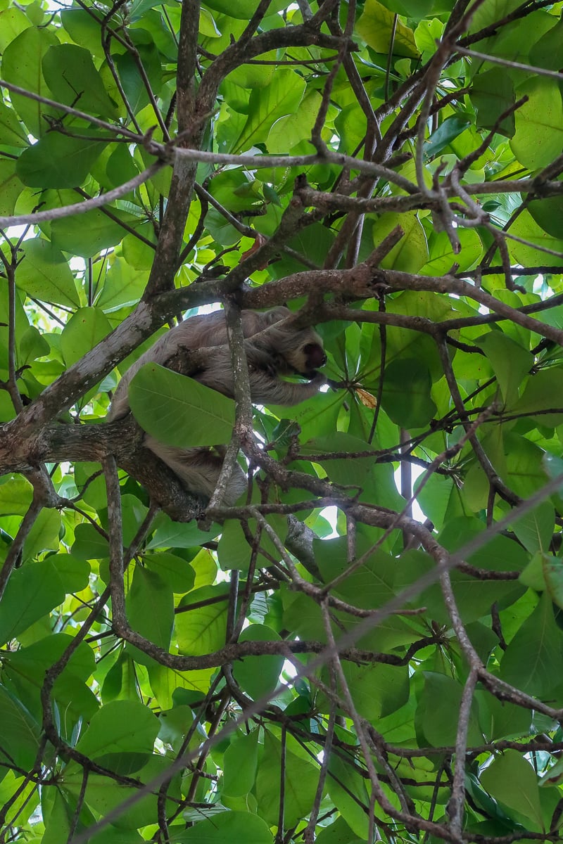 Cute sloth hanging out on tree branches in Costa Rica