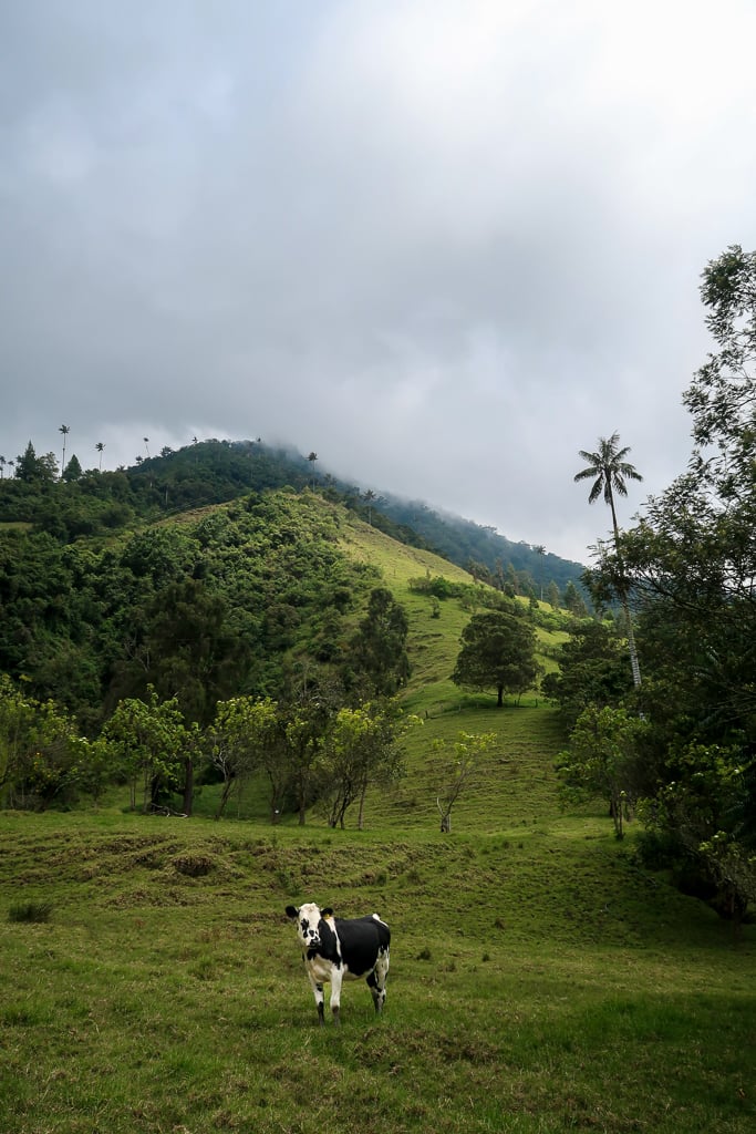 A black and white cow standing on green meadows at the Cocora Valley