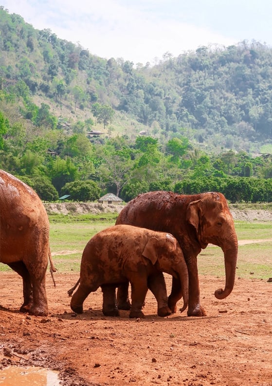Volunteering at the Elephant Nature Park in Chiang Mai, Thailand for One Week