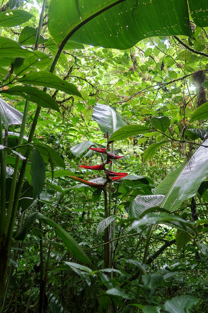 Beautiful forest flower among the lush greeneries. Visiting the Santa Elena Cloud Forest Reserve is one of the things to do in Monteverde, Costa Rica.