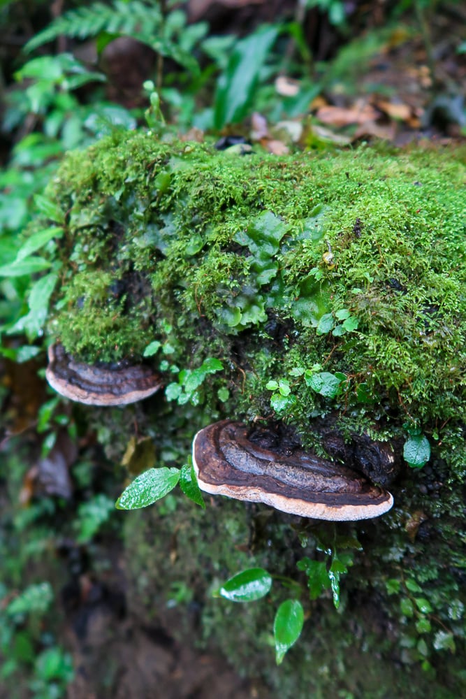 Fungi growing out in a forest in Costa Rica