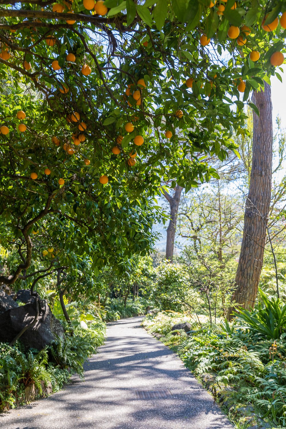 Orange-bearing trees at Giardini La Mortella on a sunny day
