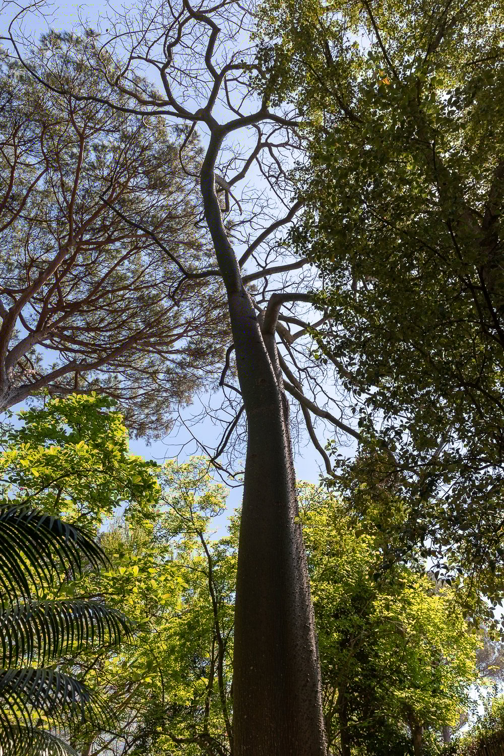Tall tree at Giardini La Mortella. In this travel guide to Italy's most enchanting island, a visit to this garden is highly recommended.
