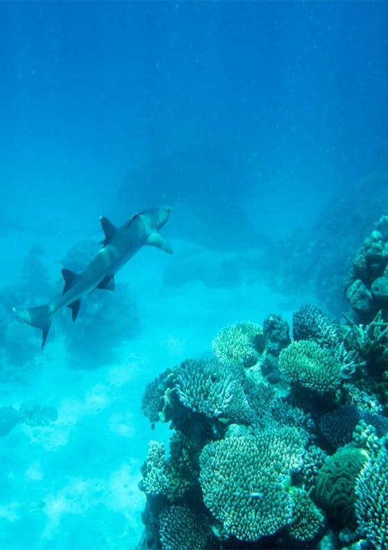 Snorkeling on Australia’s Great Barrier Reef