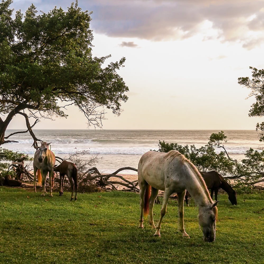 Horses grazing on grass by the beach in Guanacaste, Costa Rica