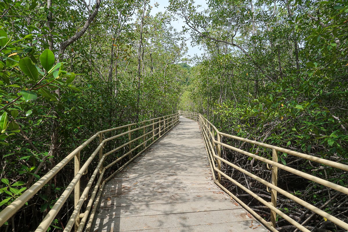 Hiking path surrounded by lush jungle trees in Manuel Antonio National Park