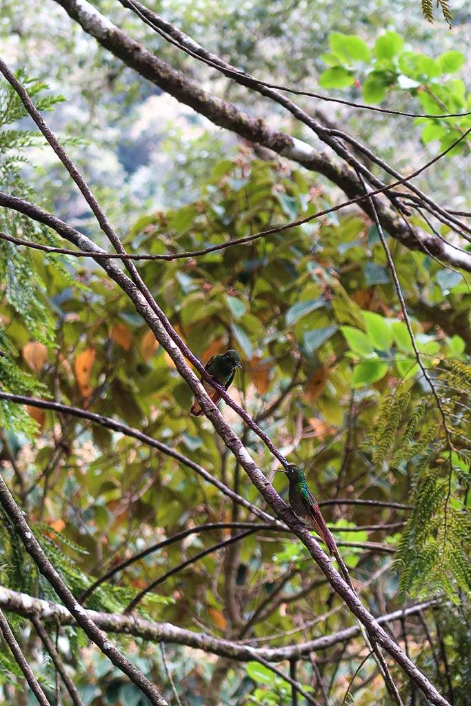 Two green hummingbirds sitting on tree branches in Cocora Valley. Taking birdwatching tours is one of the best things to do in Salento, Colombia.