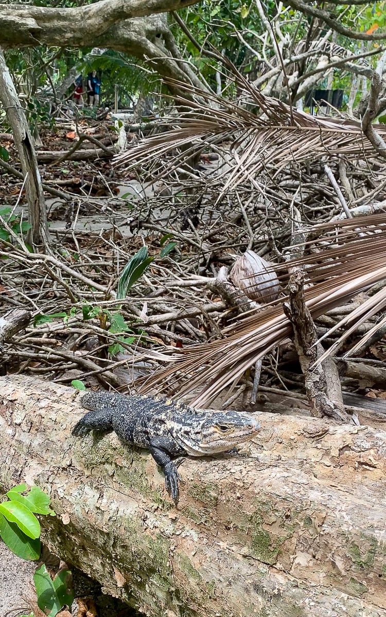 Iguana crawling on a fallen tree trunk in Manuel Antonio. Spotting the abundance of wildlife is one of the best things to do in Manuel Antonio National Park.