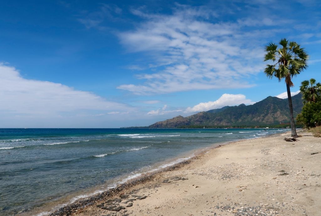 Beach with mountain and palm tree
