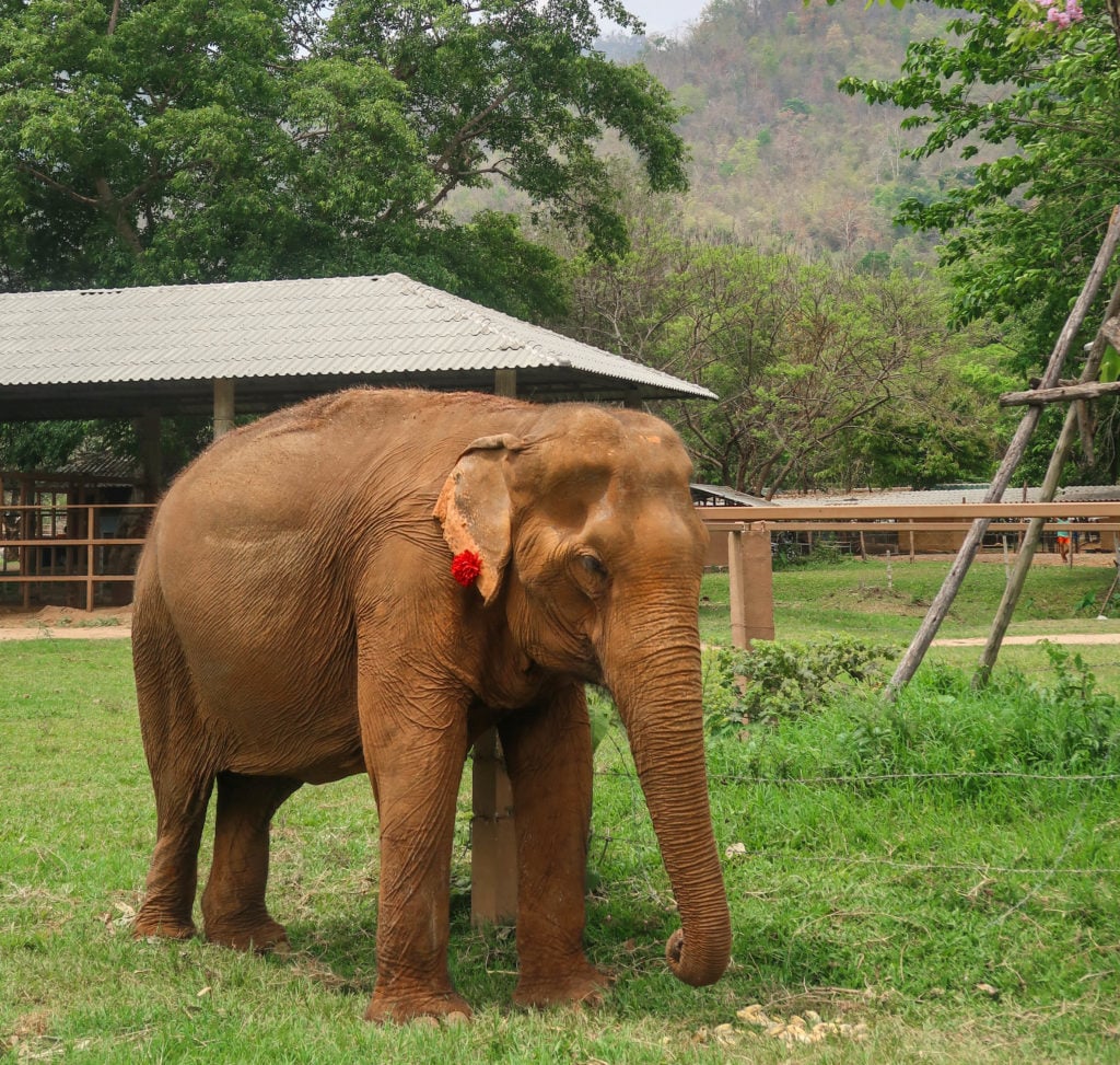Asian elephant with a red flower on its ear. Visit and volunteer at the Elephant Nature Park and help make a difference in the elephants' lives.