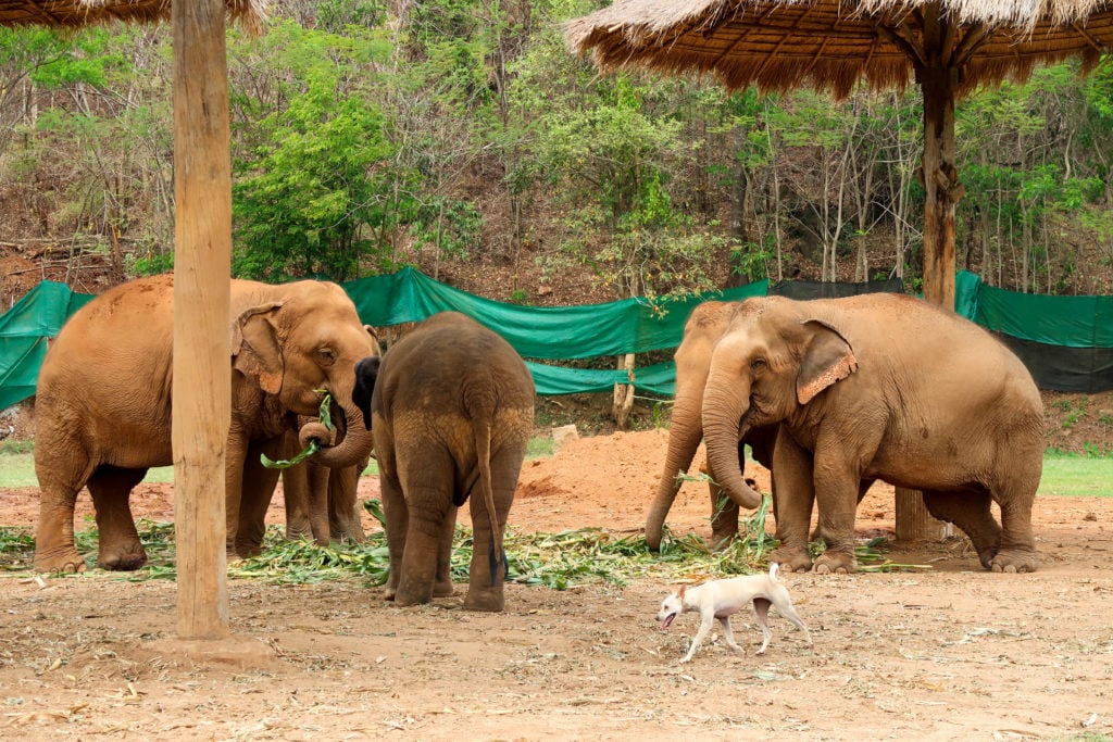 Five elephants eating busily as a small white dog is running around