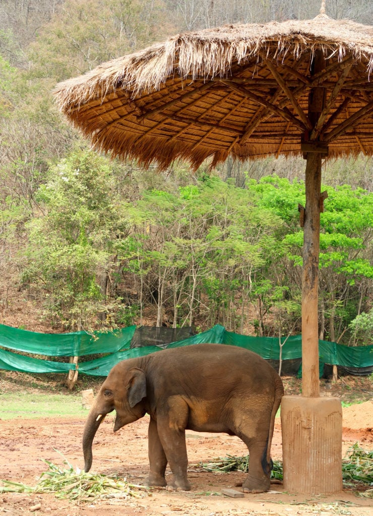 Cute elephant resting under a high hut umbrella at the Elephant Nature Park