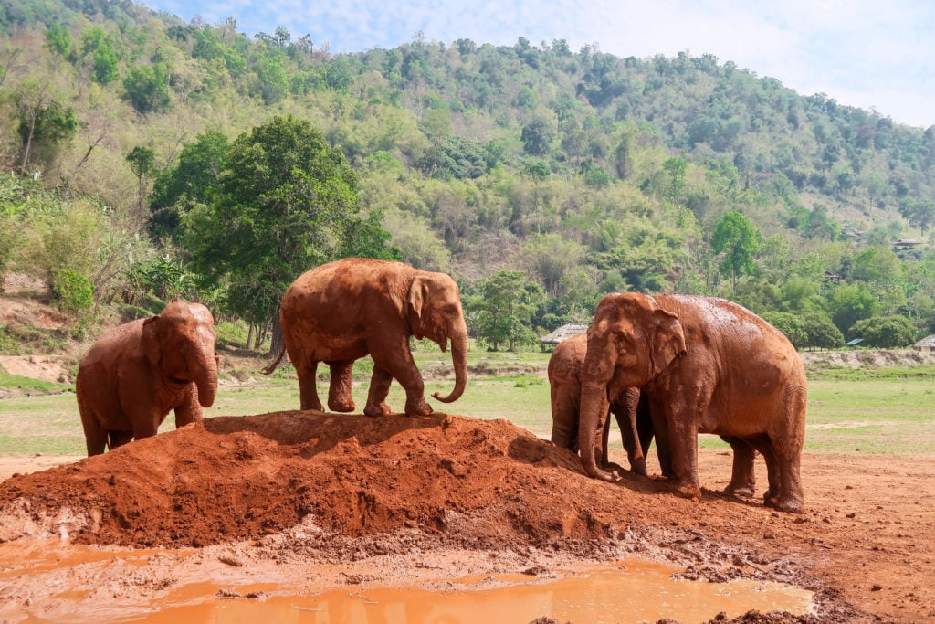 Muddy elephants at the Elephant Nature Park in Chiang Mai, Thailand
