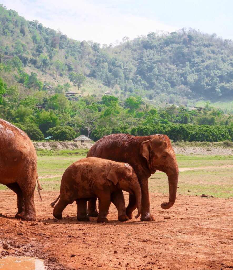 Muddy elephants roaming around early in the morning