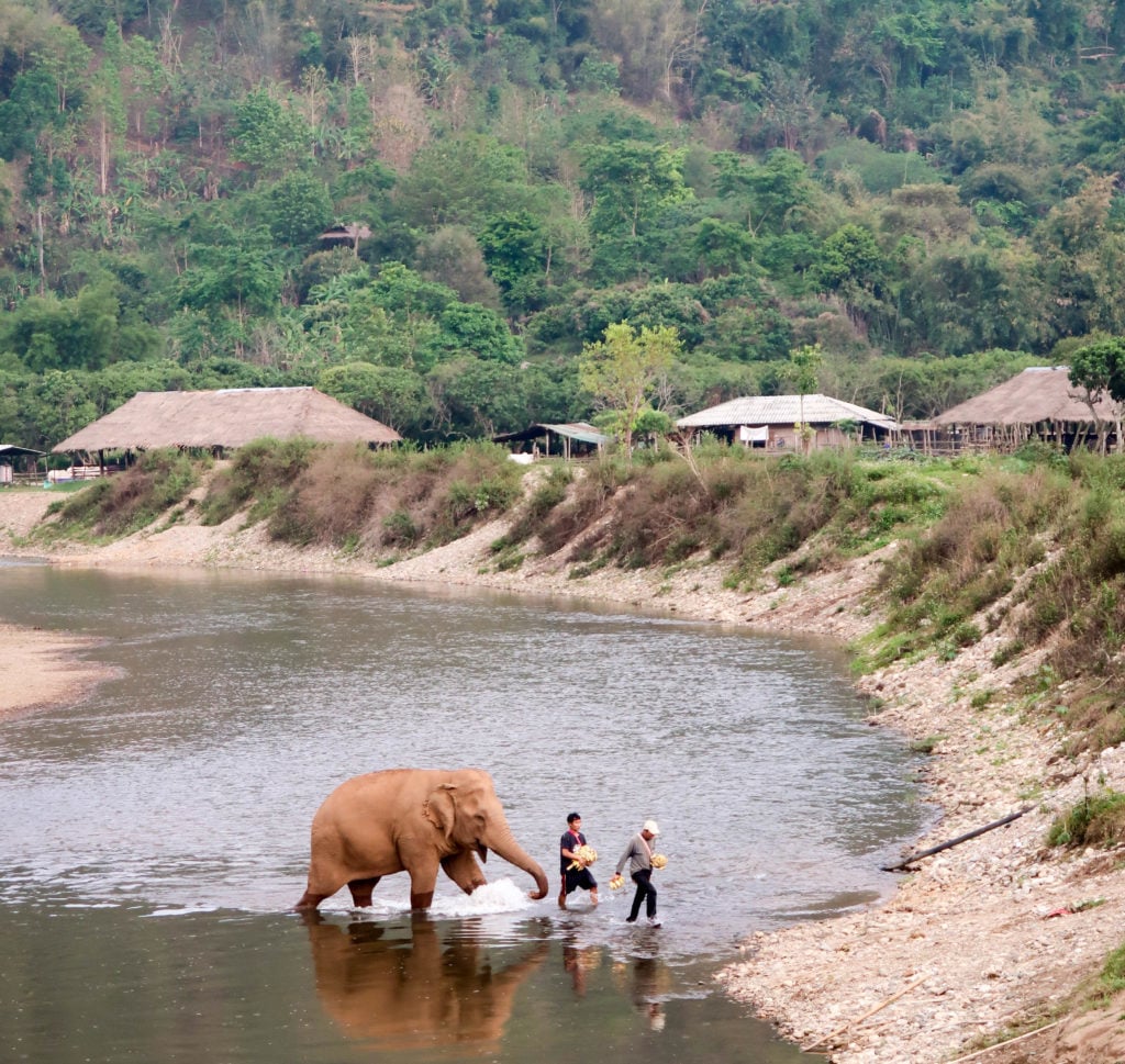 Cute elephant following its caretakers at the Elephant Nature Park