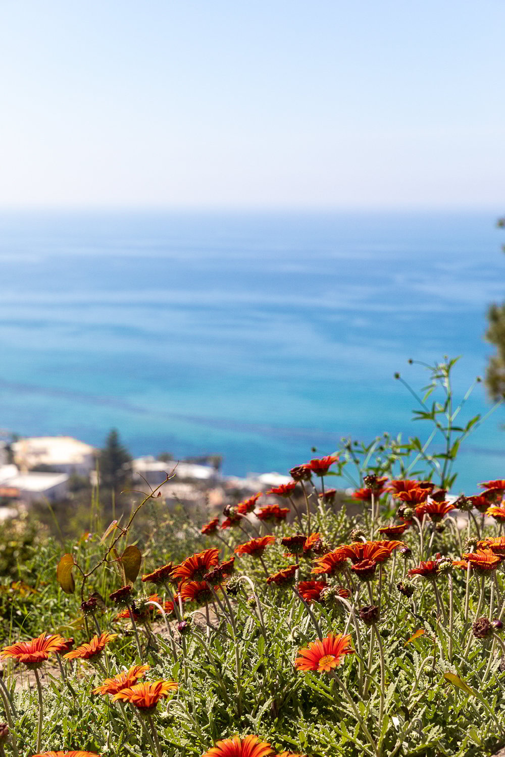 Red-orange flowers at Giardini La Mortella in Ischia, Italy