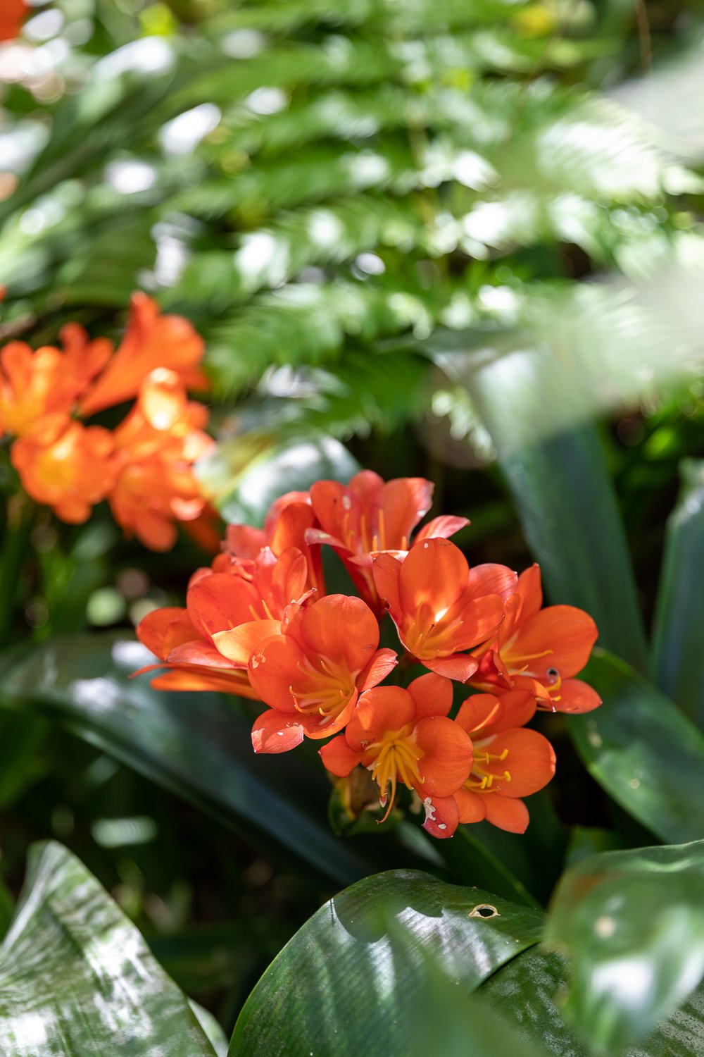 Lovely orange flowers at Giardini La Mortella in Ischia - Capri's romantic sister island
