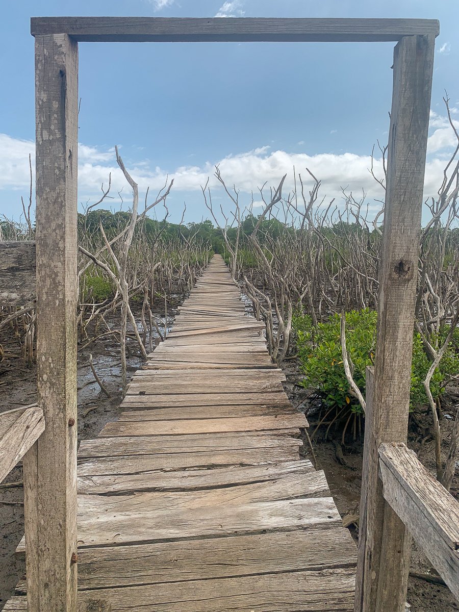 Long wooden boardwalk surrounded by mangroves in Playa Avellanas