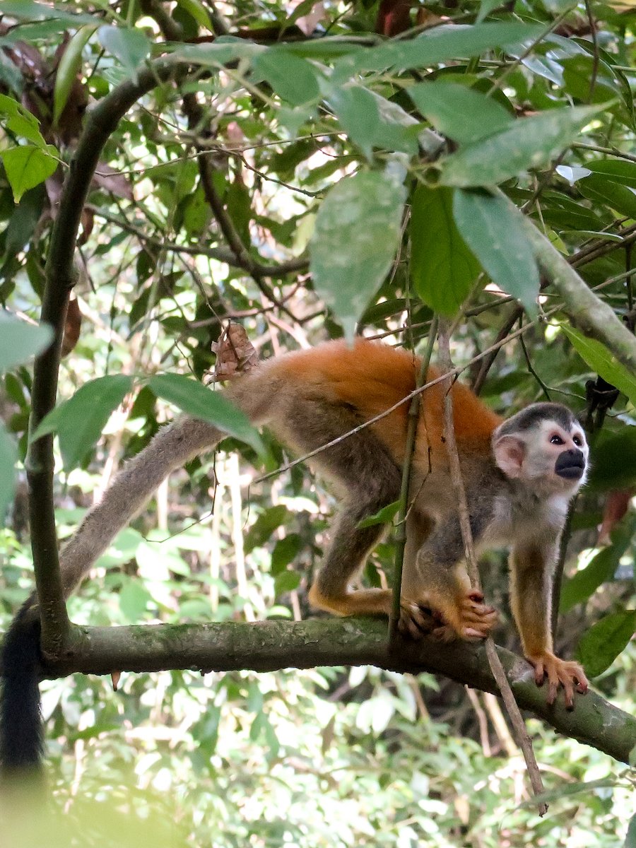 Adorable monkey jumping through the jungle canopy in Manuel Antonio