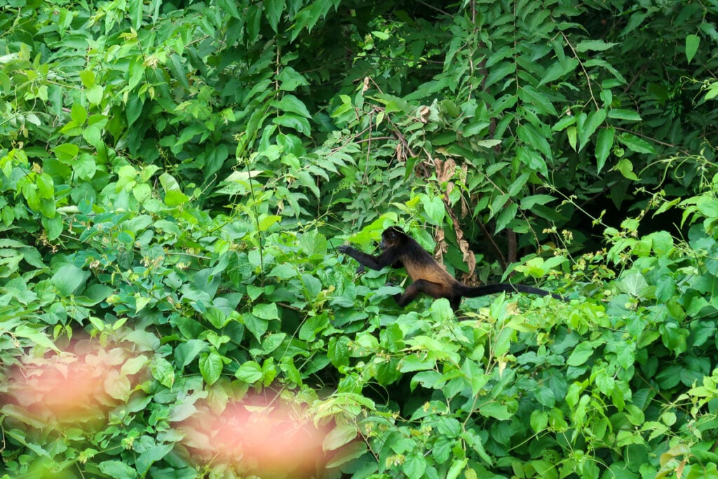 Howler monkey jumping on lush jungle trees in Nosara