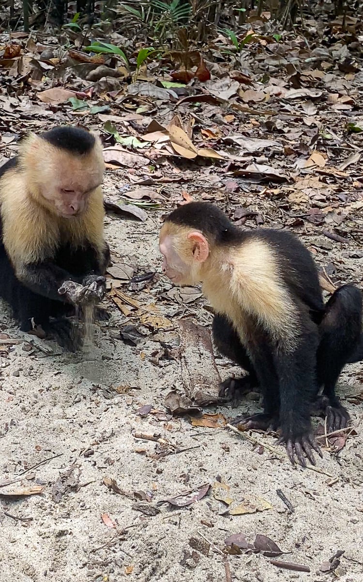 Two adorable monkeys playing with sand in Manuel Antonio