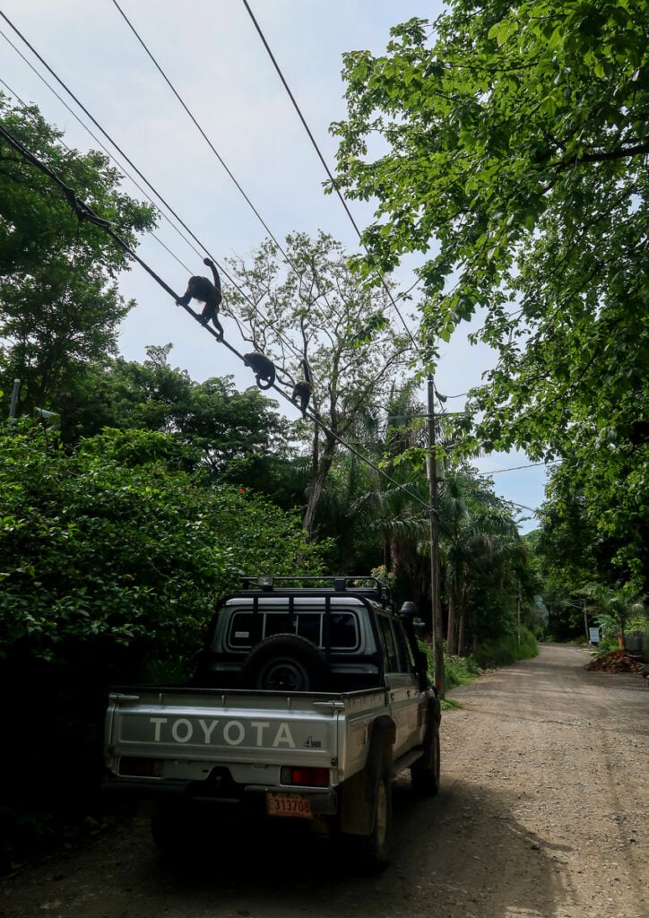Monkeys walking on post lines along the road in Nosara, Costa Rica