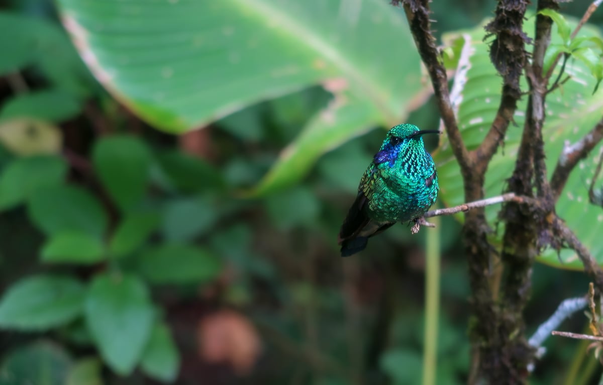Small hummingbird sitting on the end of a tiny tree branch