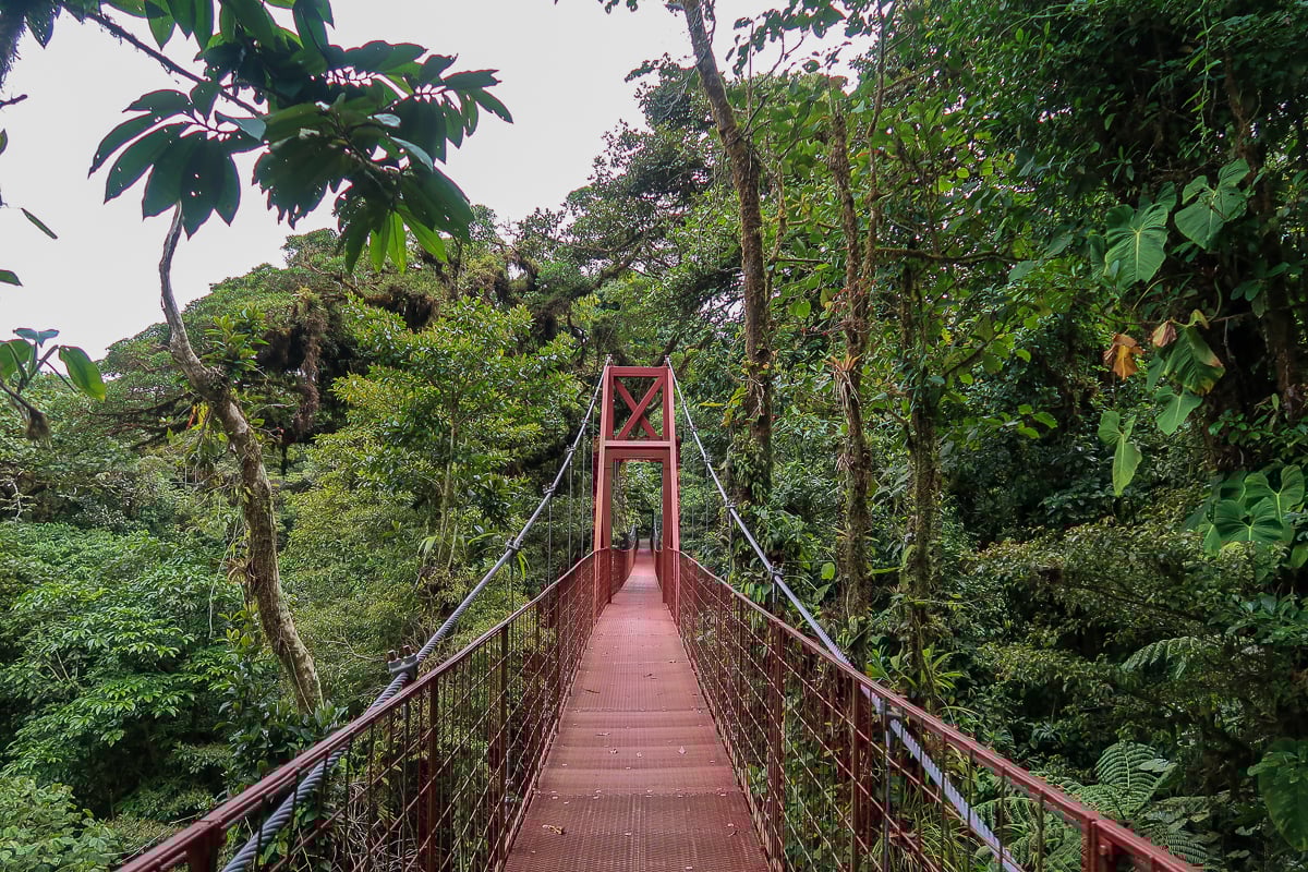 Hanging bridge in Monteverde. Walking over the cloud forest trees on a hanging bridge is one of the things to do in Monteverde, Costa Rica.
