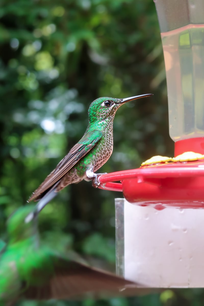 Beautiful hummingbird hanging out by the bird feeder