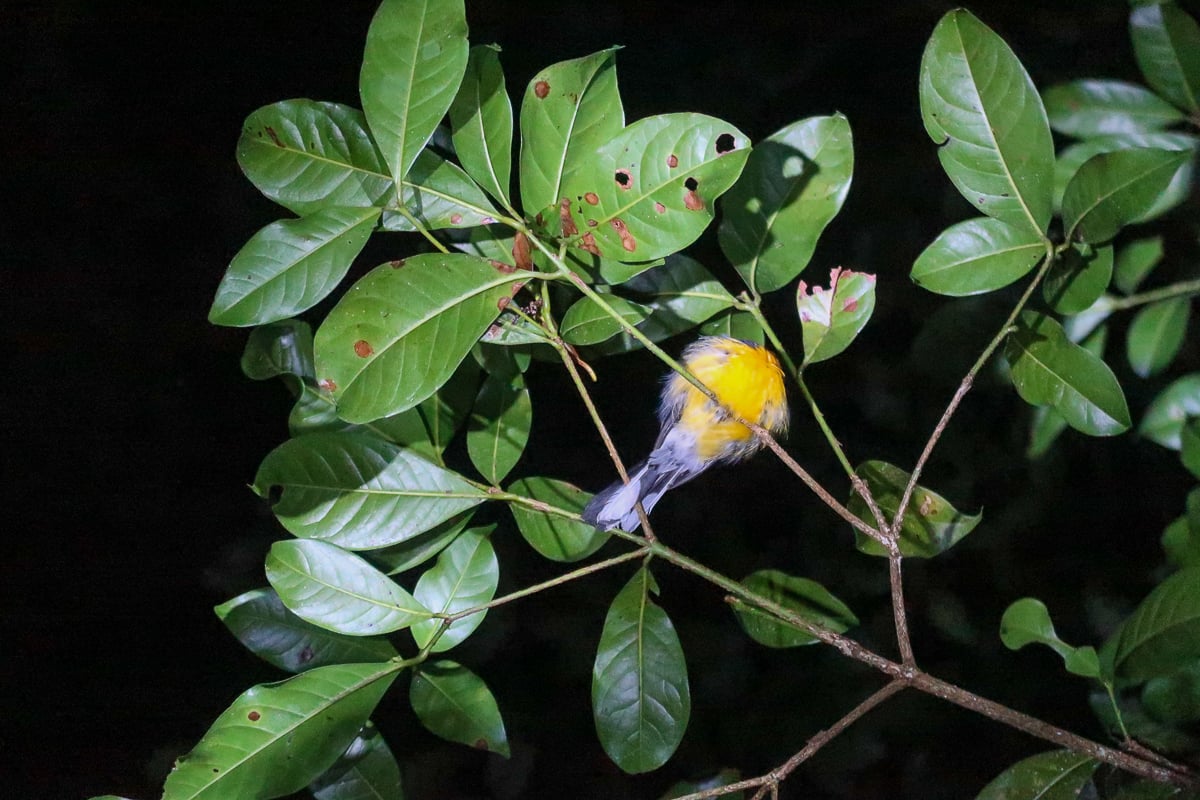 Small bird on a tiny tree branch at night. Going on a night walk is one of the things to do in Monteverde, Costa Rica.