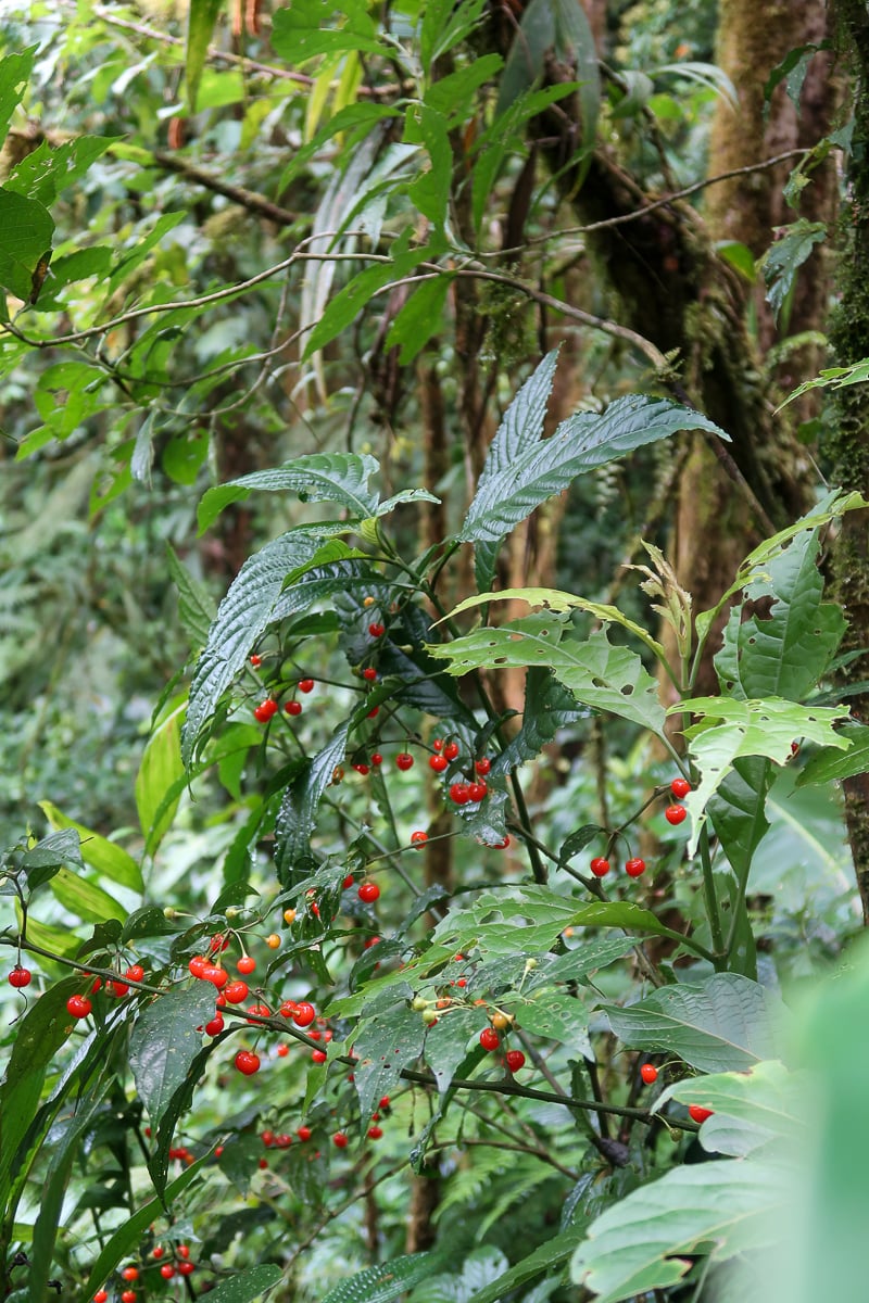 Red cherries growing around Monteverde