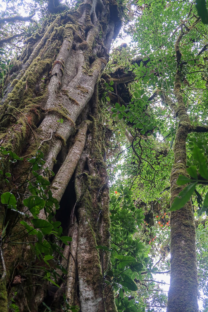 Giant tree in Monteverde