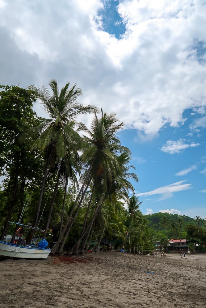 Palm trees by the beach in Montezuma