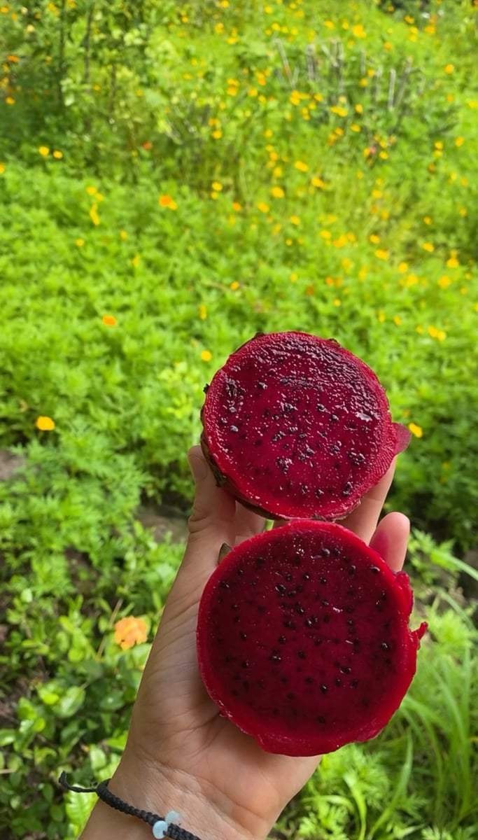 Nicaraguan red dragon fruit in Ometepe