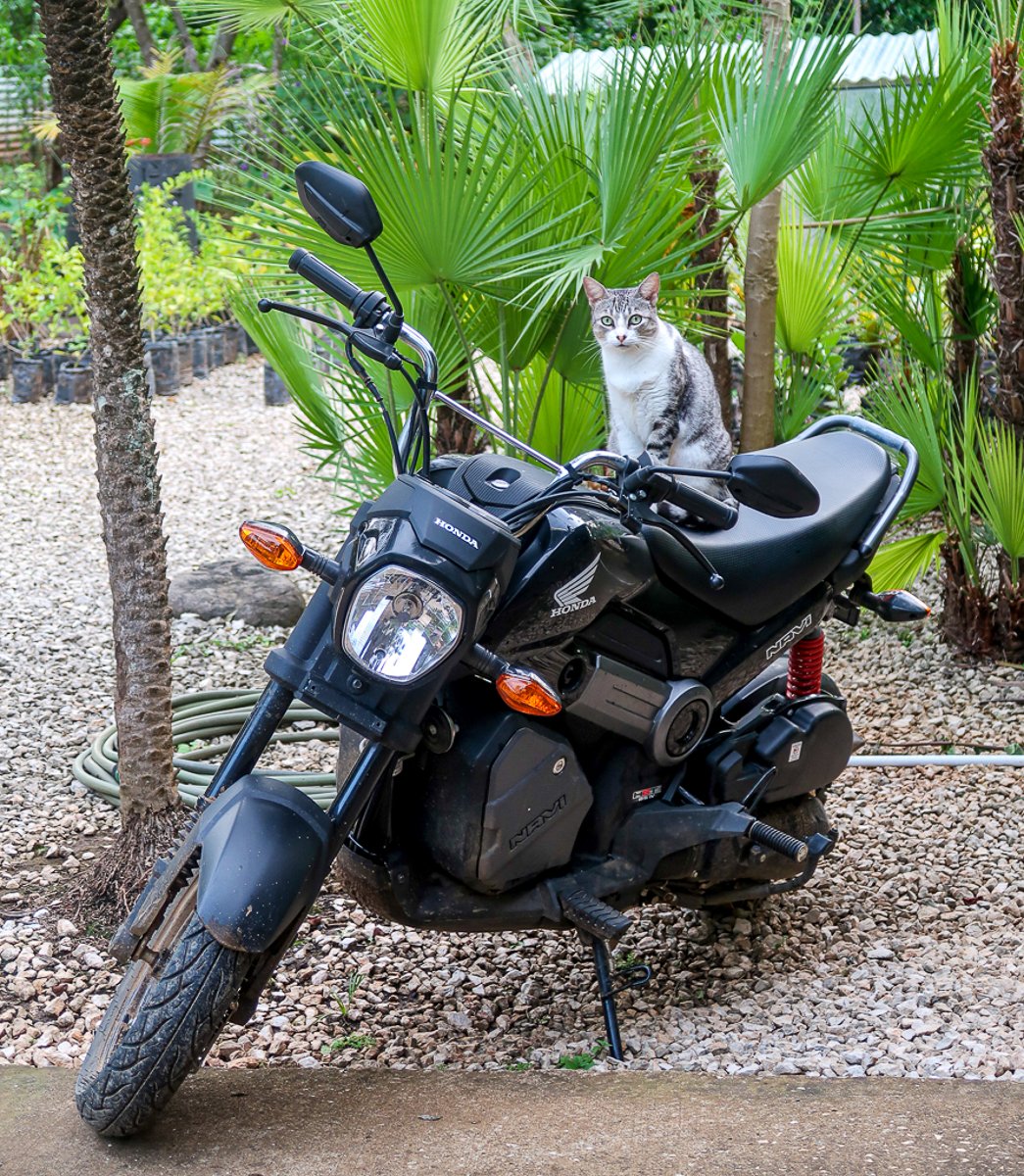 Cute cat sitting on a parked scooter in Costa Rica