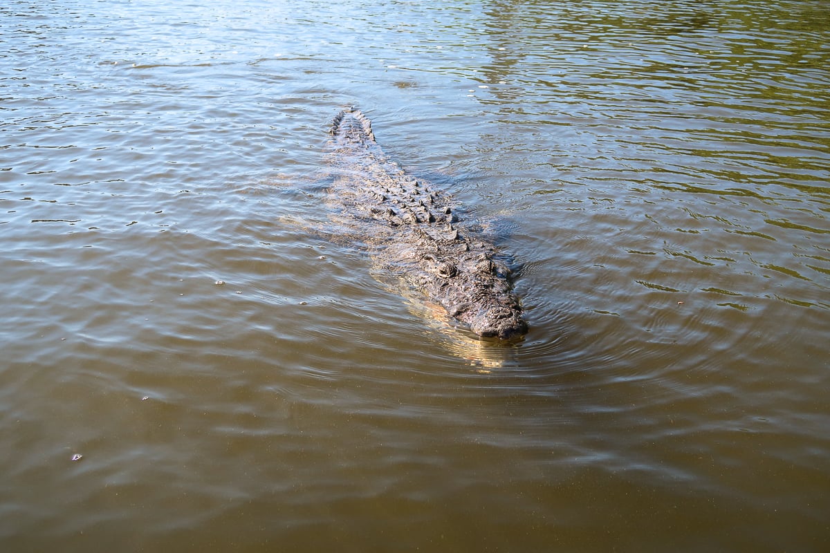 Crocodile swimming along the shallow waters of Rio Lagartos. In this Valladolid ultimate guide, booking a tour to explore Rio Lagartos is a recommended experience.