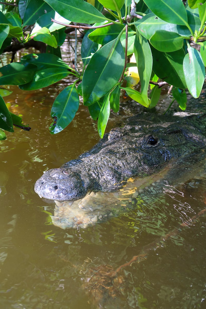 Crocodile hiding in the muddy waters in Rio Lagartos