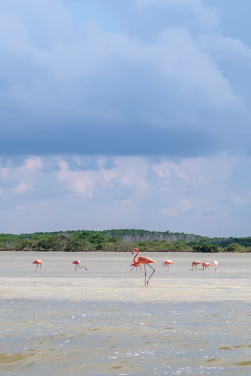 Pink flamingos at Rio Lagartos in Mexico