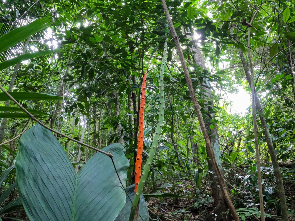 Belize Botanic Gardens