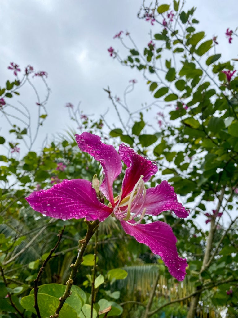 Beautiful flower at the Belize Botanic Gardens